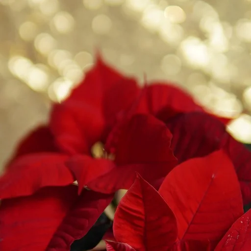 问鼎娱乐博彩牌照